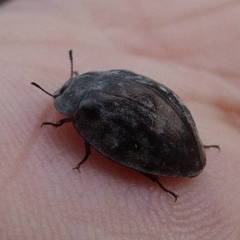 Ospidus chrysomeloides