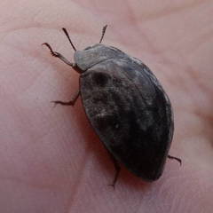 Ospidus chrysomeloides