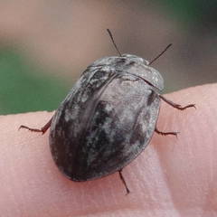 Ospidus chrysomeloides