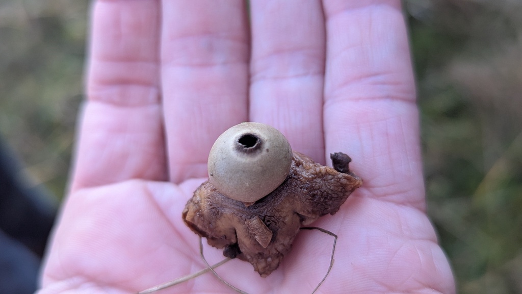 Geastrum michelianum · December 2025 · photo: © rudolphous (iNaturalist, cc-by)