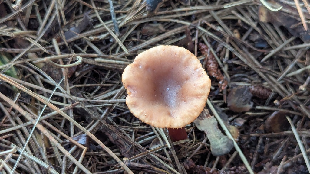 Lactarius hepaticus · December 2025 · photo: © rudolphous (iNaturalist, cc-by)