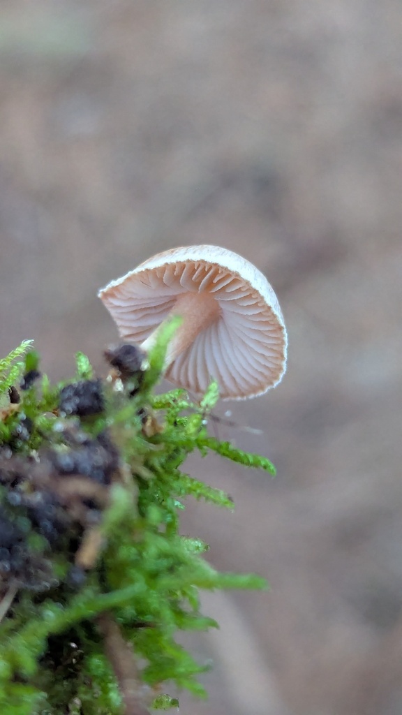 Inocybe sindonia · December 2025 · photo: © rudolphous (iNaturalist, cc-by)