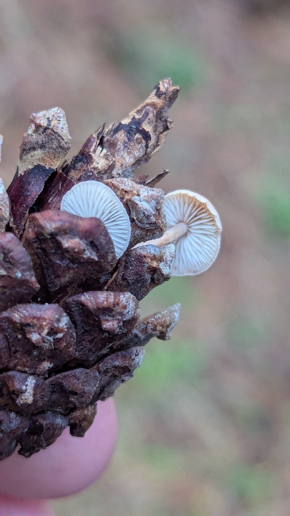 Baeospora myosura · December 2025 · photo: © rudolphous (iNaturalist, cc-by)