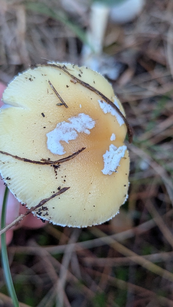 Amanita junquillea · December 2025 · photo: © rudolphous (iNaturalist, cc-by)