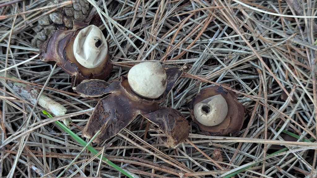Geastrum michelianum · December 2025 · photo: © rudolphous (iNaturalist, cc-by)