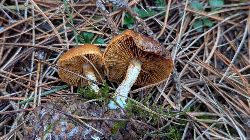 Gymnopilus penetrans · December 2025 · photo: © rudolphous (iNaturalist, cc-by)