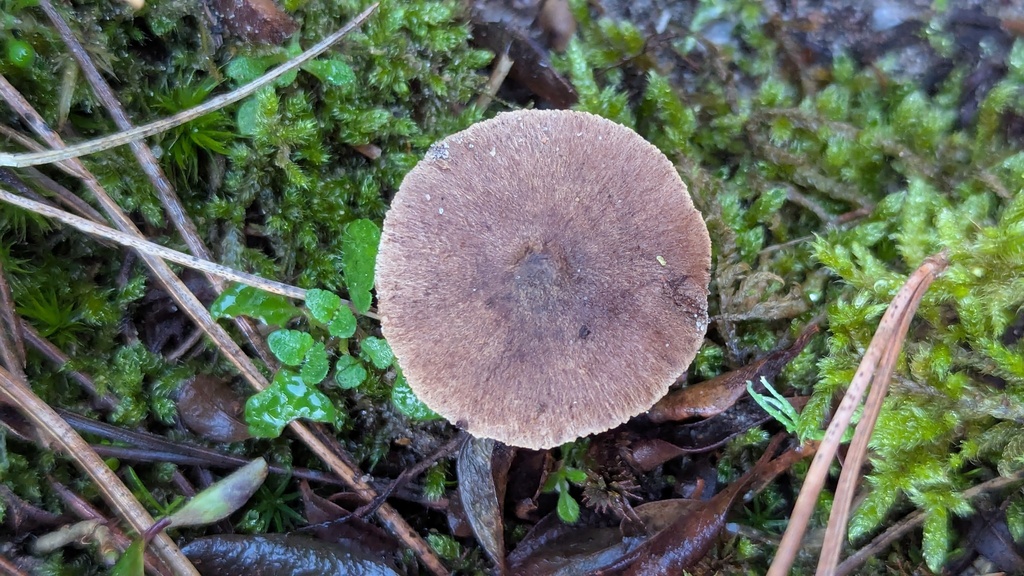 Inocybe similis