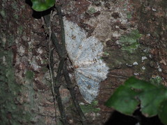 Lassaba parvalbidaria