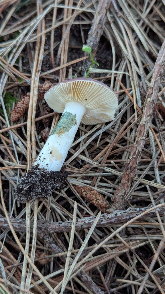 Russula cessans