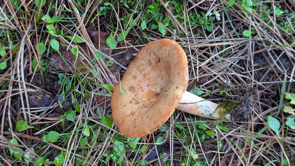 Lactarius deliciosus · December 2025 · photo: © rudolphous (iNaturalist, cc-by)