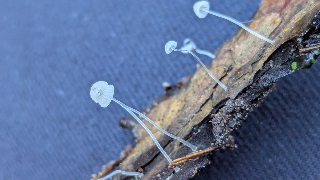 Mycena tenerrima