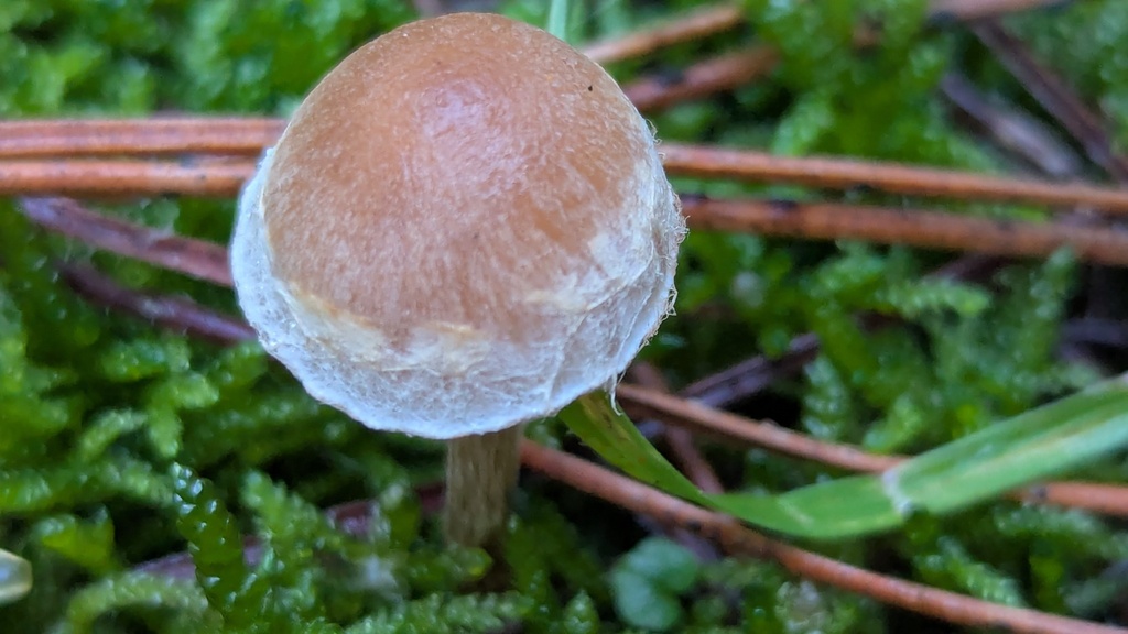 Hebeloma mesophaeum · December 2025 · photo: © rudolphous (iNaturalist, cc-by)