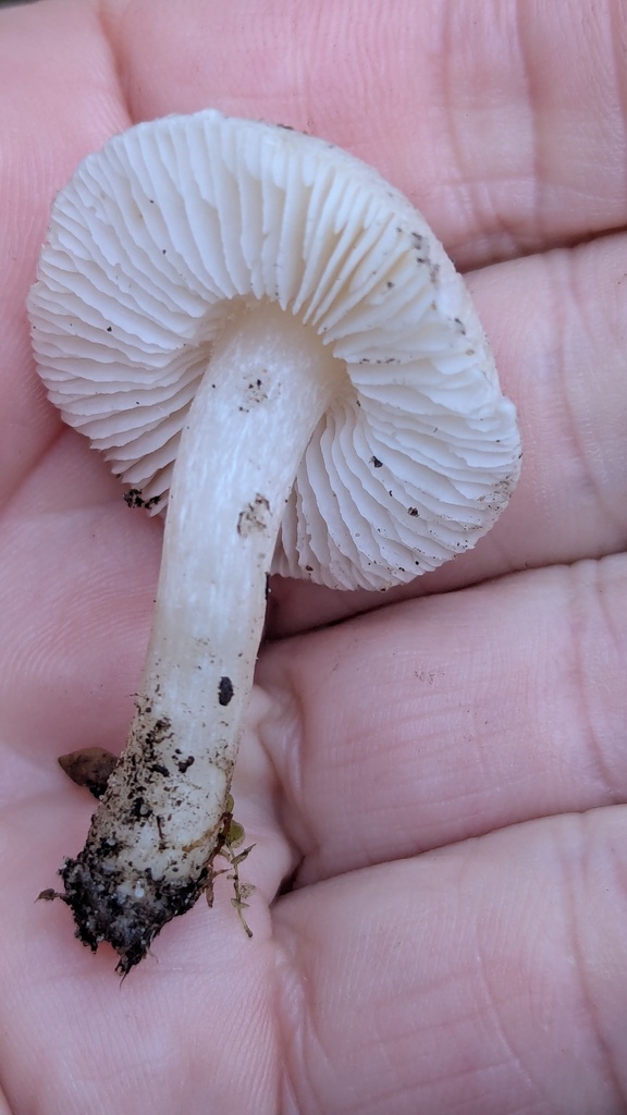 Tricholoma scalpturatum · December 2025 · photo: © rudolphous (iNaturalist, cc-by)