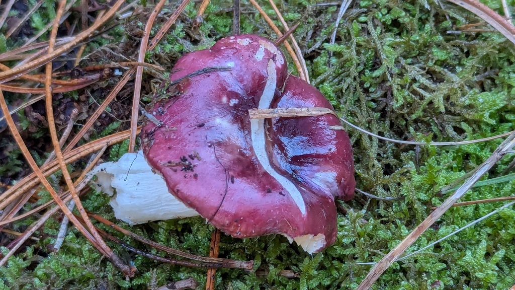 Russula cessans · December 2025 · photo: © rudolphous (iNaturalist, cc-by)