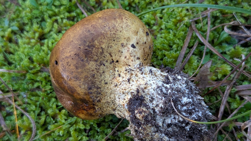 Scleroderma verrucosum · December 2025 · photo: © rudolphous (iNaturalist, cc-by)