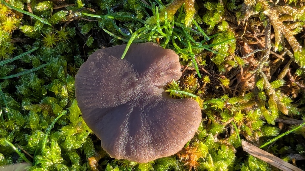 Entoloma sericeum · December 2025 · photo: © rudolphous (iNaturalist, cc-by)