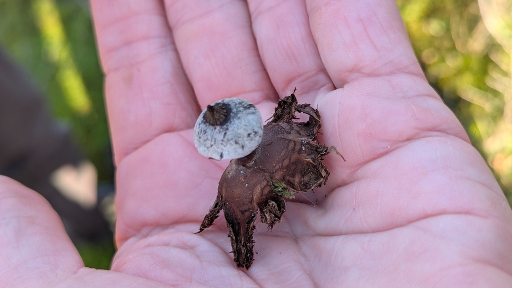 Geastrum striatum · December 2025 · photo: © rudolphous (iNaturalist, cc-by)