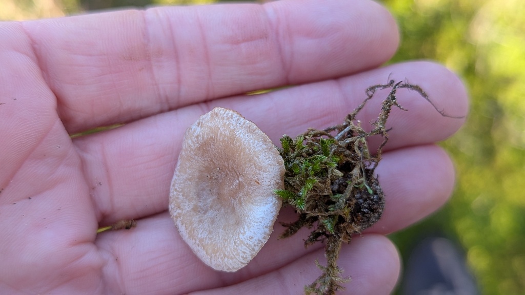 Collybia rivulosa · December 2025 · photo: © rudolphous (iNaturalist, cc-by)