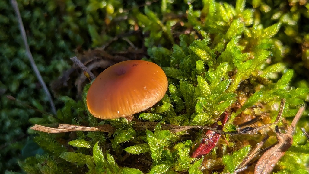Galerina uncialis · December 2025 · photo: © rudolphous (iNaturalist, cc-by)