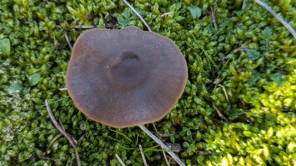 Entoloma vindobonense