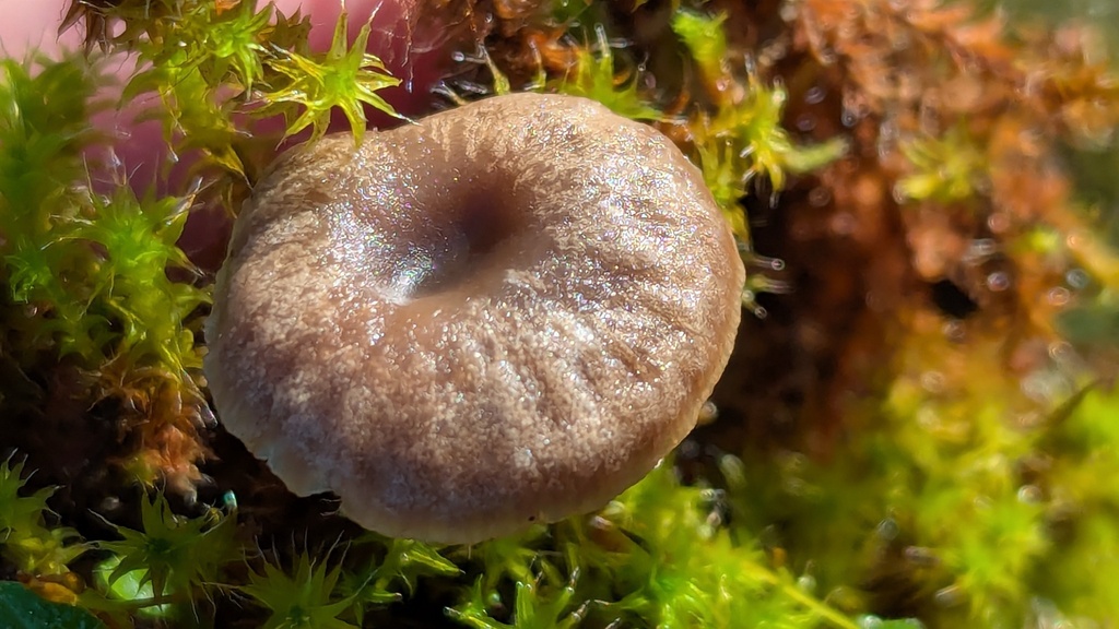 Omphalina galericolor · December 2025 · photo: © rudolphous (iNaturalist, cc-by)