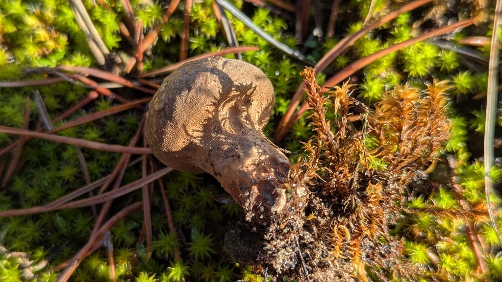 Lycoperdon lividum · December 2025 · photo: © rudolphous (iNaturalist, cc-by)