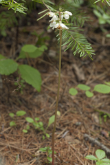 Pyrola japonica