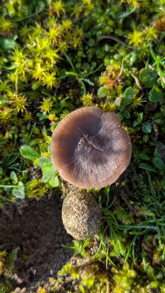 Entoloma vindobonense · December 2025 · photo: © rudolphous (iNaturalist, cc-by)