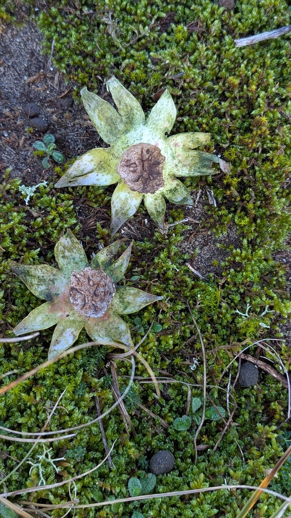 Myriostoma coliforme · December 2025 · photo: © rudolphous (iNaturalist, cc-by)