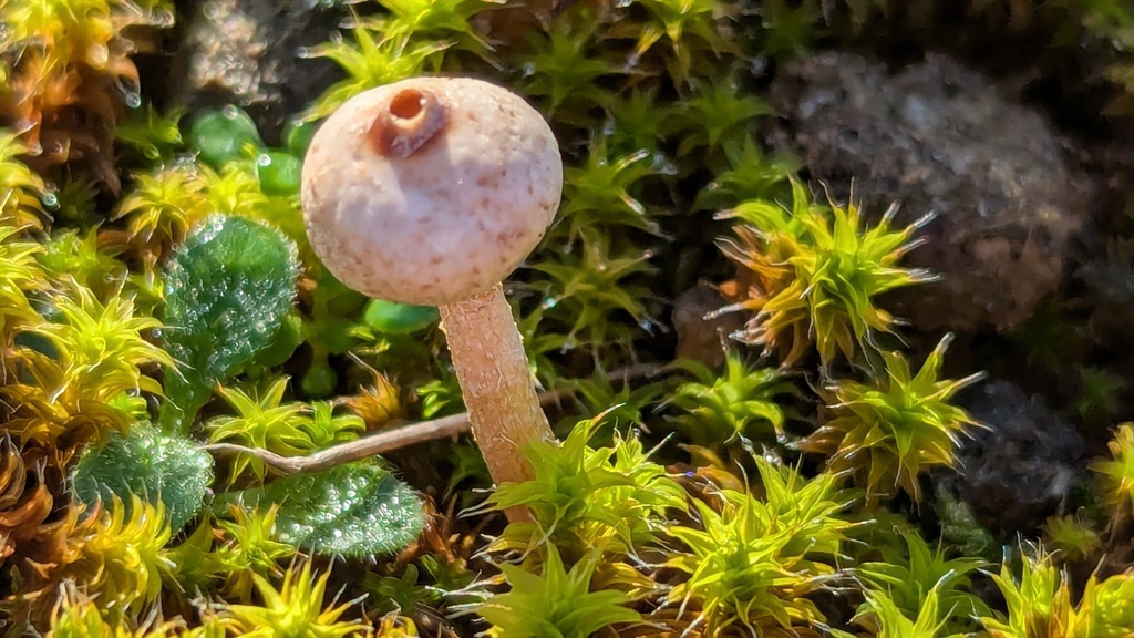 Tulostoma brumale · December 2025 · photo: © rudolphous (iNaturalist, cc-by)