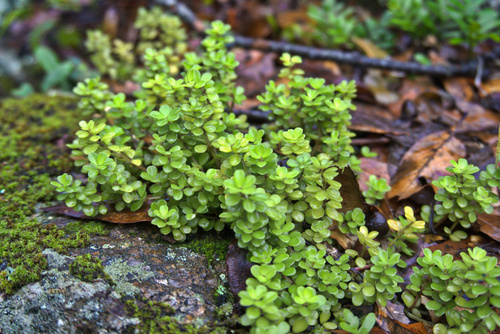 Peperomia berlandieri (Peperomia berlandieri)