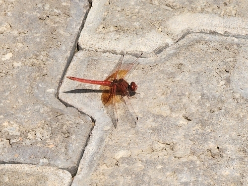 Orange-winged Dropwing