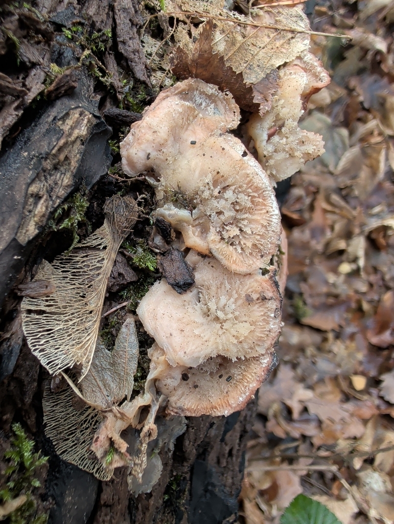 Merulius tremellosus · December 2025 · photo: © vincent_b (iNaturalist, cc-by)