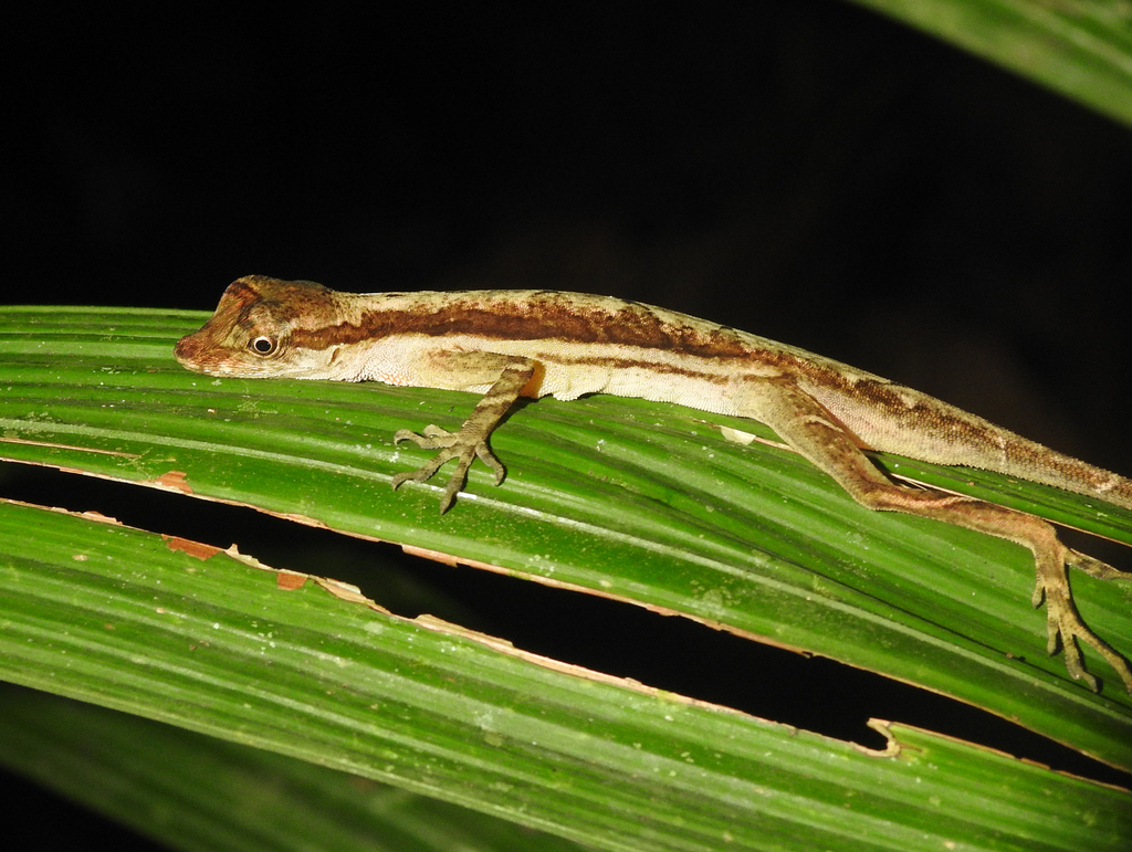 Roughskin Anole