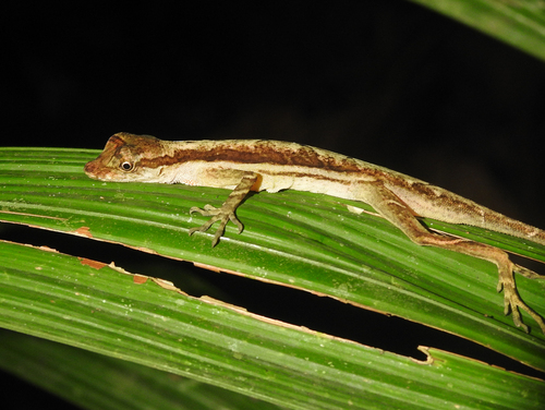Roughskin Anole