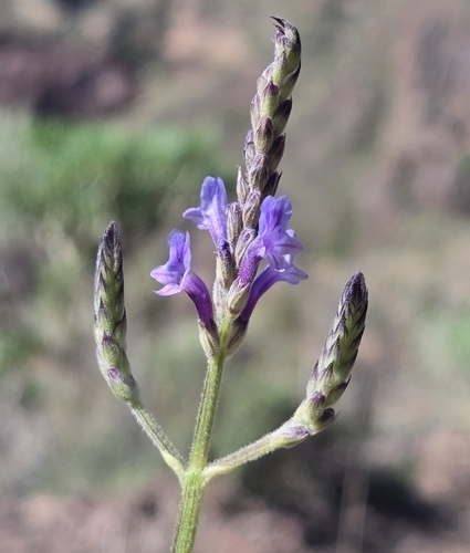 Lavandula minutolii, photograph 1