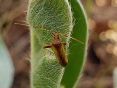 Creontiades rubrinervis