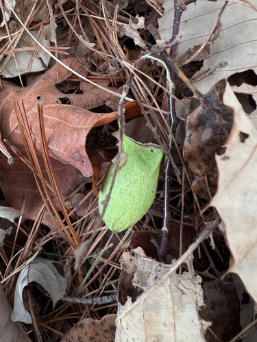 Squeaking Silkmoth