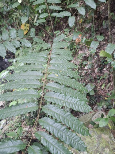 Koordersiodendron pinnatum observed 2025-12-07