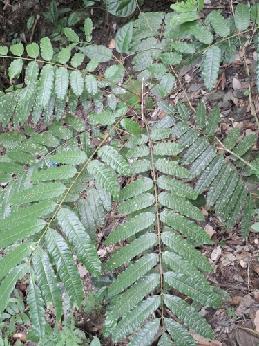 Koordersiodendron pinnatum observed 2025-12-07