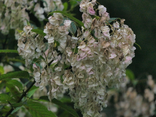Dobinea vulgaris (Dobinea vulgaris)