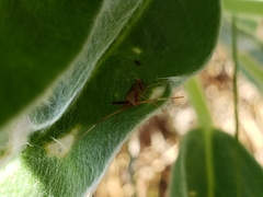 Creontiades rubrinervis