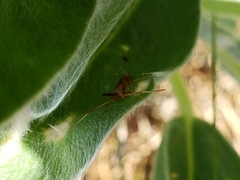 Creontiades rubrinervis