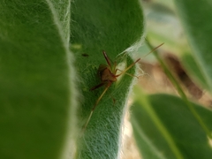 Creontiades rubrinervis