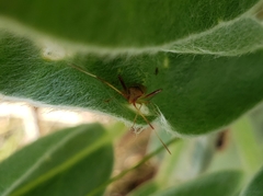 Creontiades rubrinervis