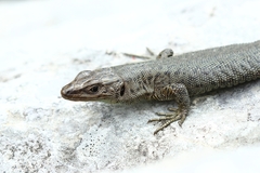 Mosor Rock Lizard photo 2