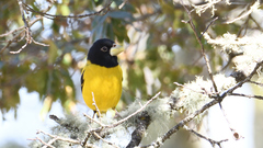 Coccothraustes abeillei