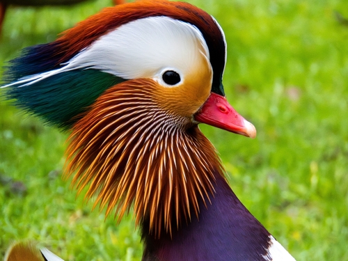 Pato mandarín (Aix galericulata)