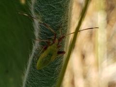 Creontiades rubrinervis