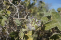 Passiflora arida